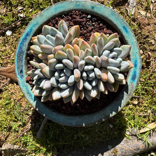 Echeveria 'Red ivory crest  cluster ', 4.2inches, 5heads, nice color , Bare Root, Imported Rare Succulent