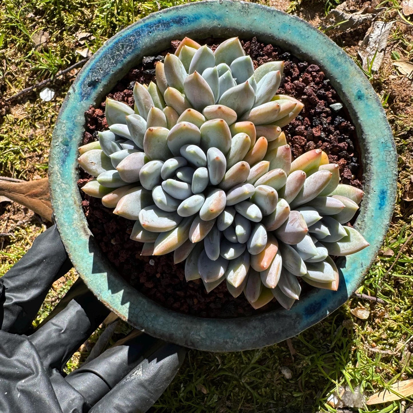 Echeveria 'Red ivory crest  cluster ', 4.2inches, 5heads, nice color , Bare Root, Imported Rare Succulent