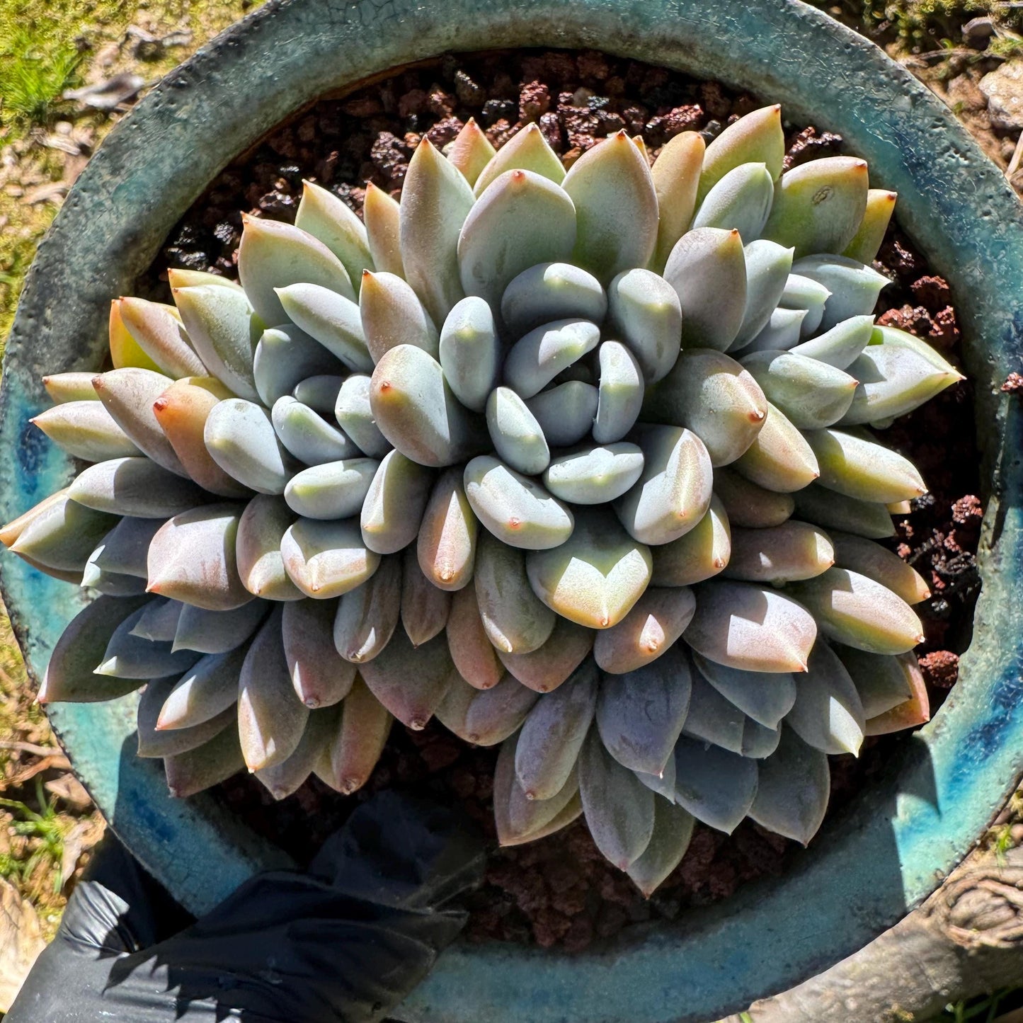 Echeveria 'Red ivory crest  cluster ', 4.2inches, 5heads, nice color , Bare Root, Imported Rare Succulent