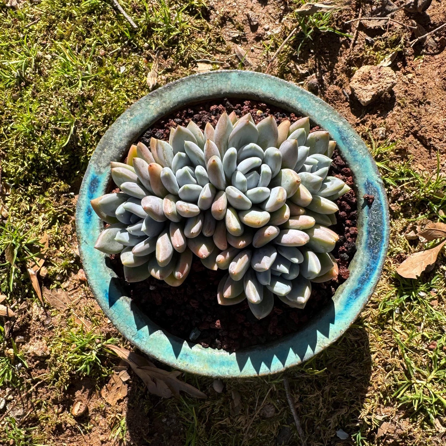 Echeveria 'Red ivory crest  cluster ', 4.2inches, 5heads, nice color , Bare Root, Imported Rare Succulent