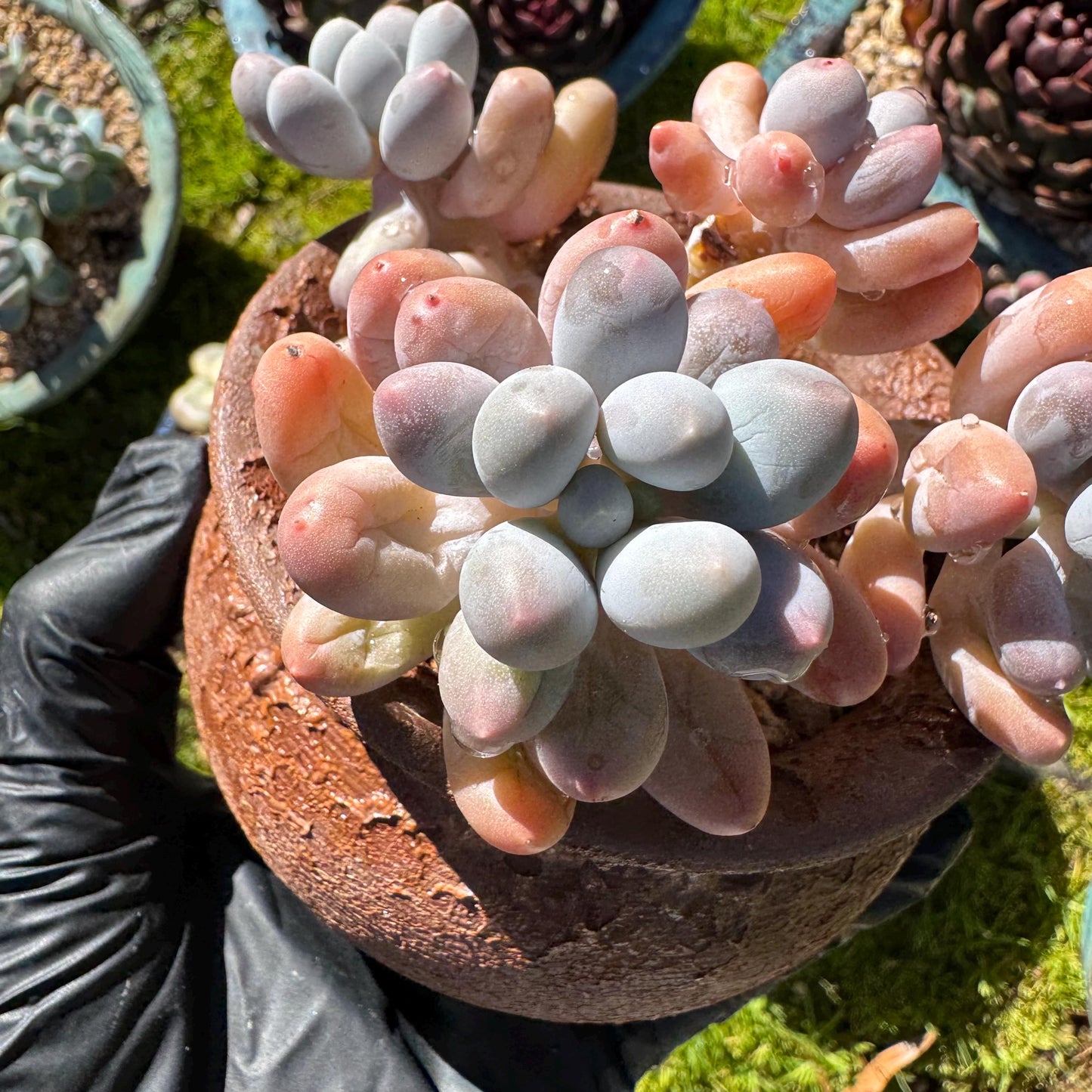 Graptopetalum Amethystinum ' Sweet Ball ’ cluster, 4heads, 3.8inches,  live plant