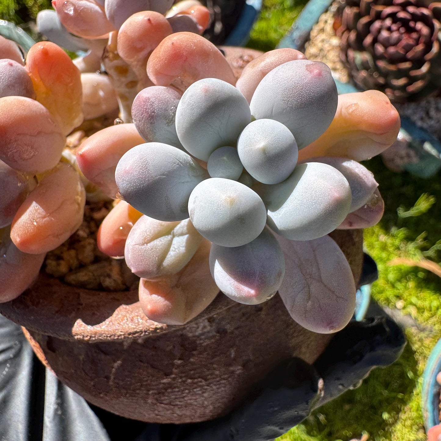 Graptopetalum Amethystinum ' Sweet Ball ’ cluster, 4heads, 3.8inches,  live plant