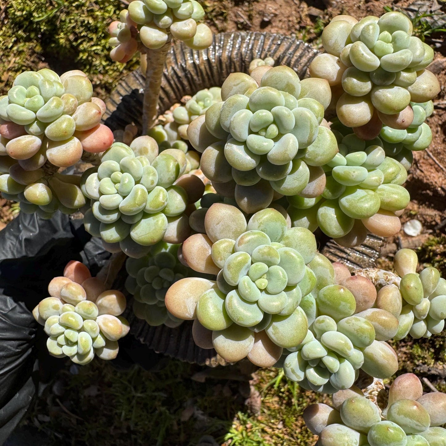Echeveria 'Rococo' cluster  , 4.0inches, nice color,  live plant ,  nice color, Imported Rare Succulent, gift