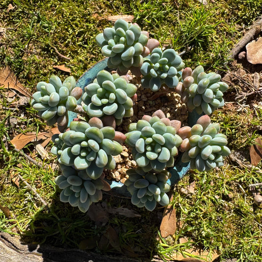 Echeveria 'Rococo' small cluster , 3.5inches, live plant ,  nice color, Imported Rare Succulent, gift