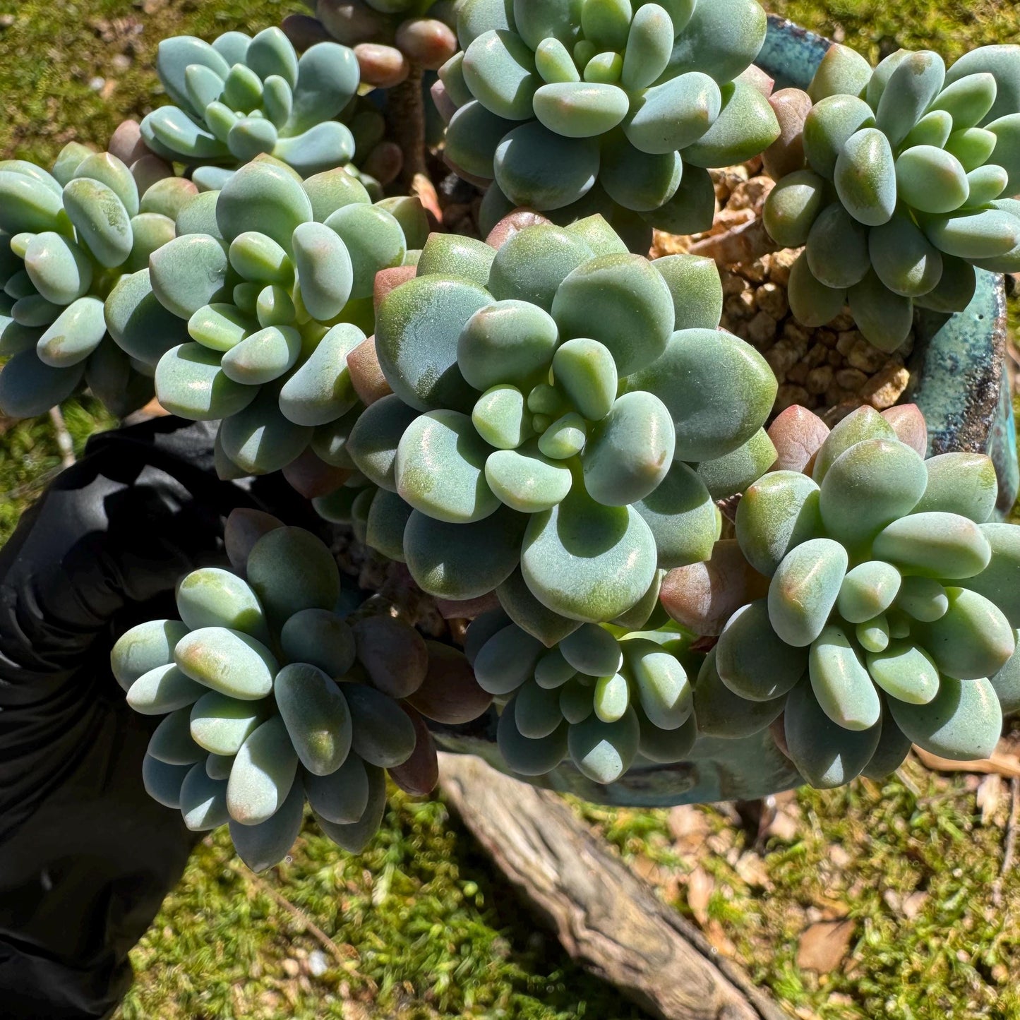 Echeveria 'Rococo' small cluster , 3.5inches, live plant ,  nice color, Imported Rare Succulent, gift