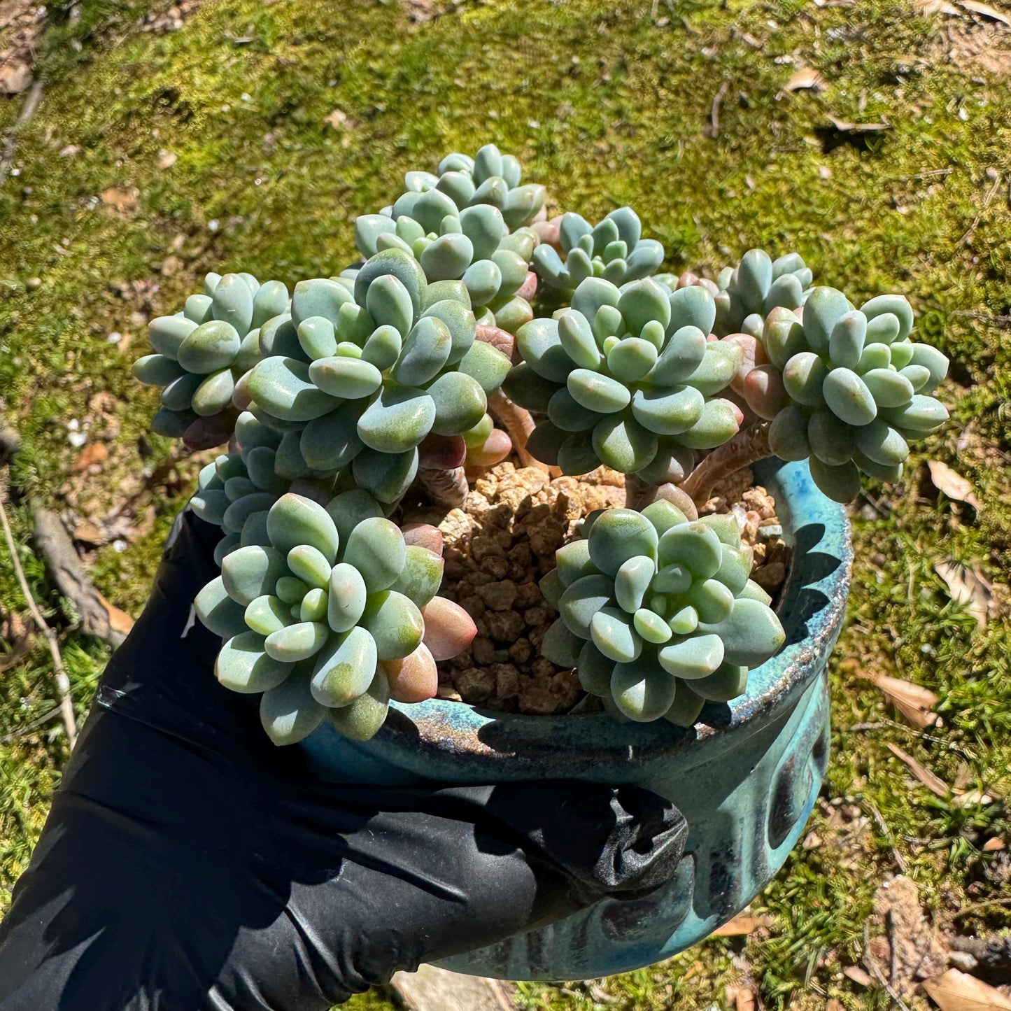 Echeveria 'Rococo' small cluster , 3.5inches, live plant ,  nice color, Imported Rare Succulent, gift
