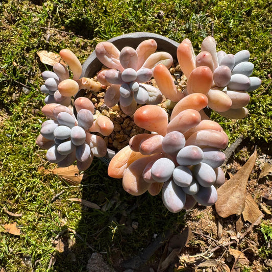 Graptopetalum Amethystinum ' Sweet Ball ’ cluster, 5heads, 3.5inches,  live plant
