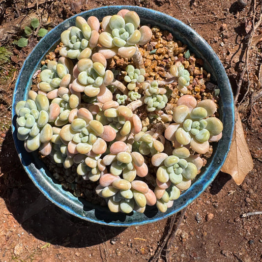 Rare succulents plants ,Echeveria 'Rococo'  cluster , 4.6inches