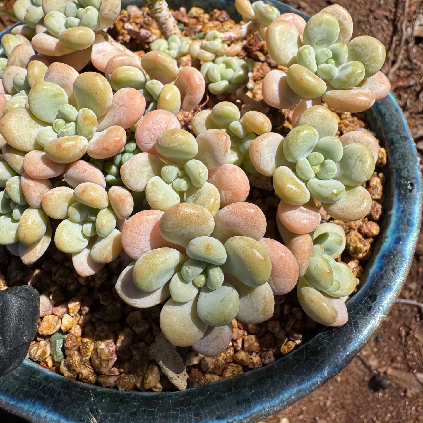 Rare succulents plants ,Echeveria 'Rococo'  cluster , 4.6inches