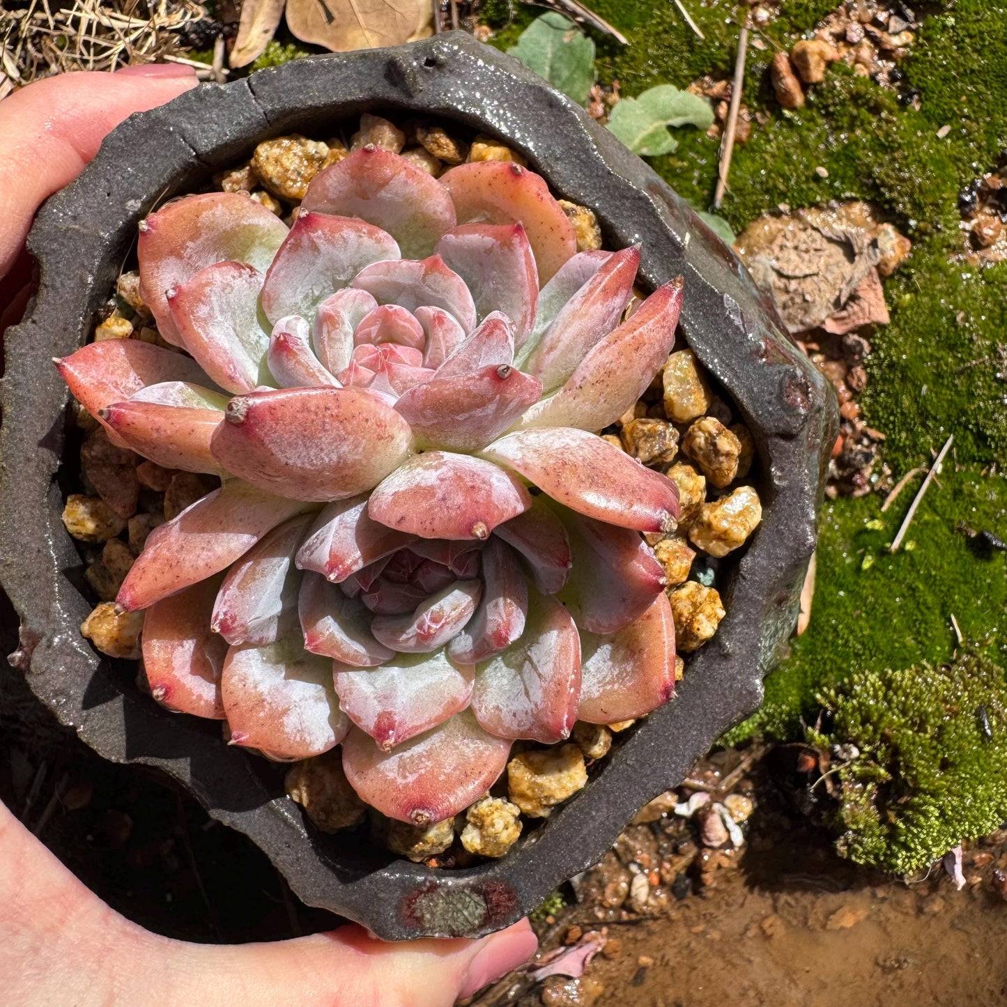 Echeveria  'sugar heart' ,2heads , 2.4inches, Bare Root, Imported Rare Succulent, live plant