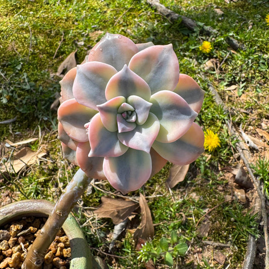 Rare succulents plants, Graptopetalum 'Purple Delight' Variegated, 3inches