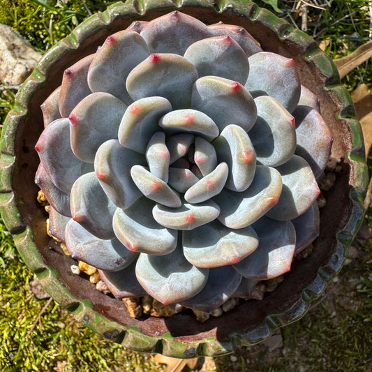 Succulents plants , Echeveria Korean ‘ Orange Monroe’, 3.2inches