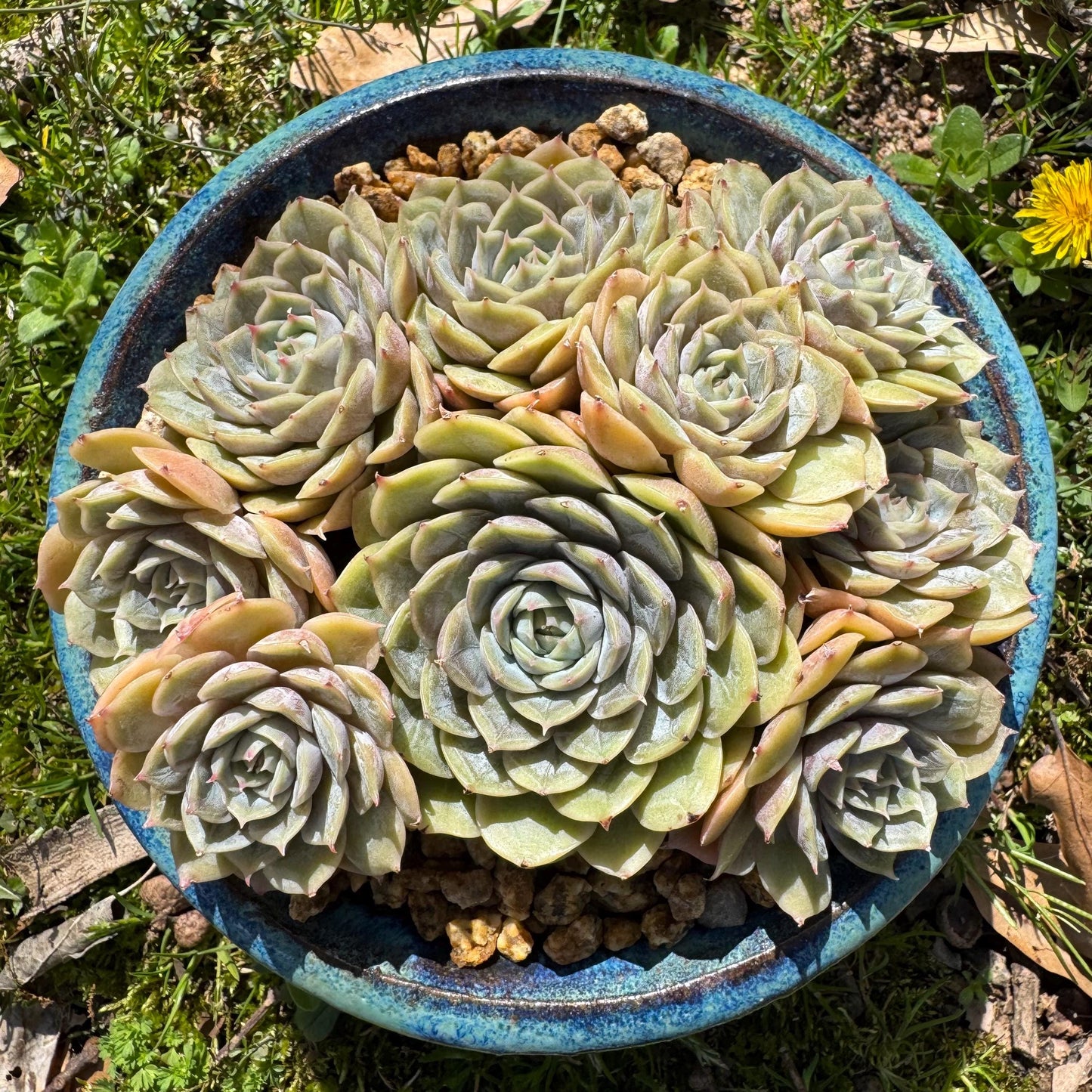 Rare succulents plants, Echeveria 'Onslow' cluster, 5inches, 9heads