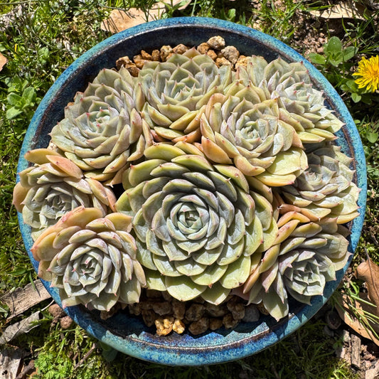 Rare succulents plants, Echeveria 'Onslow' cluster, 5inches, 9heads