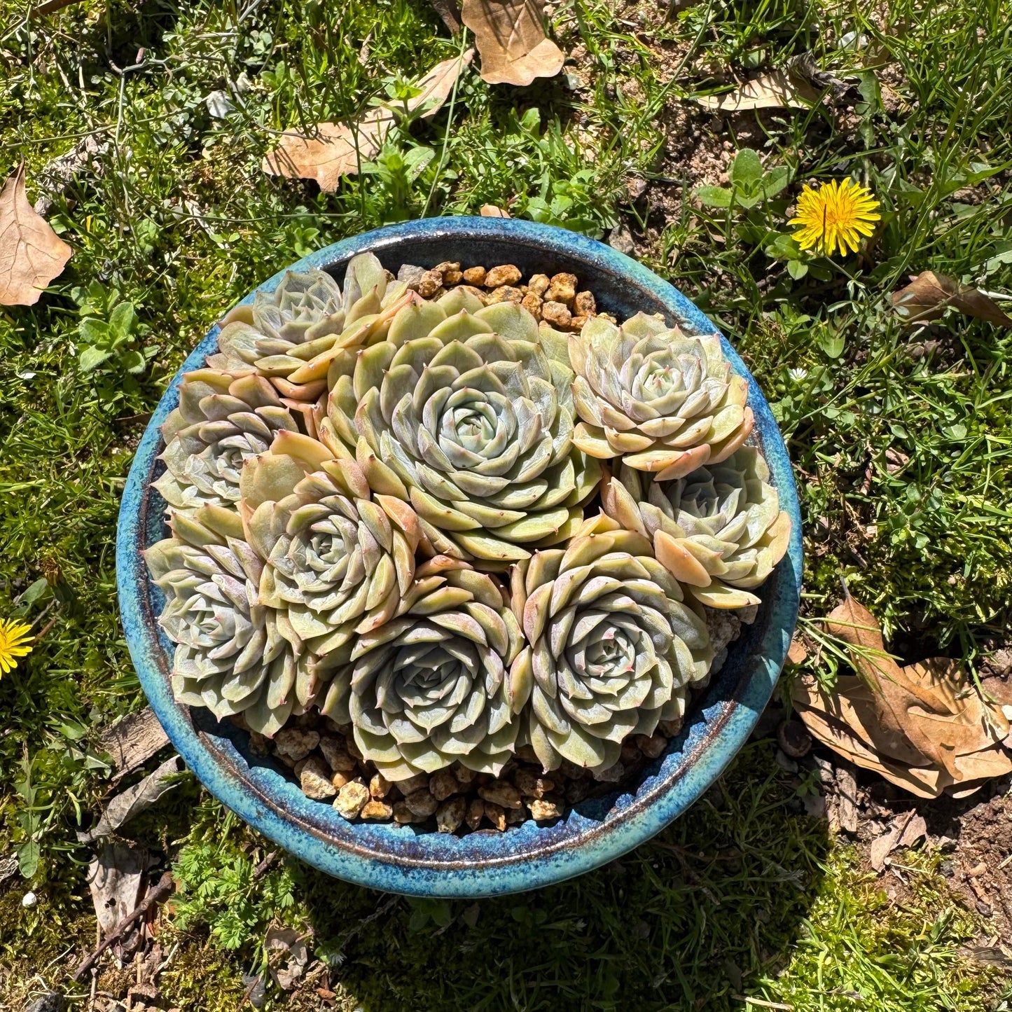 Rare succulents plants, Echeveria 'Onslow' cluster, 5inches, 9heads