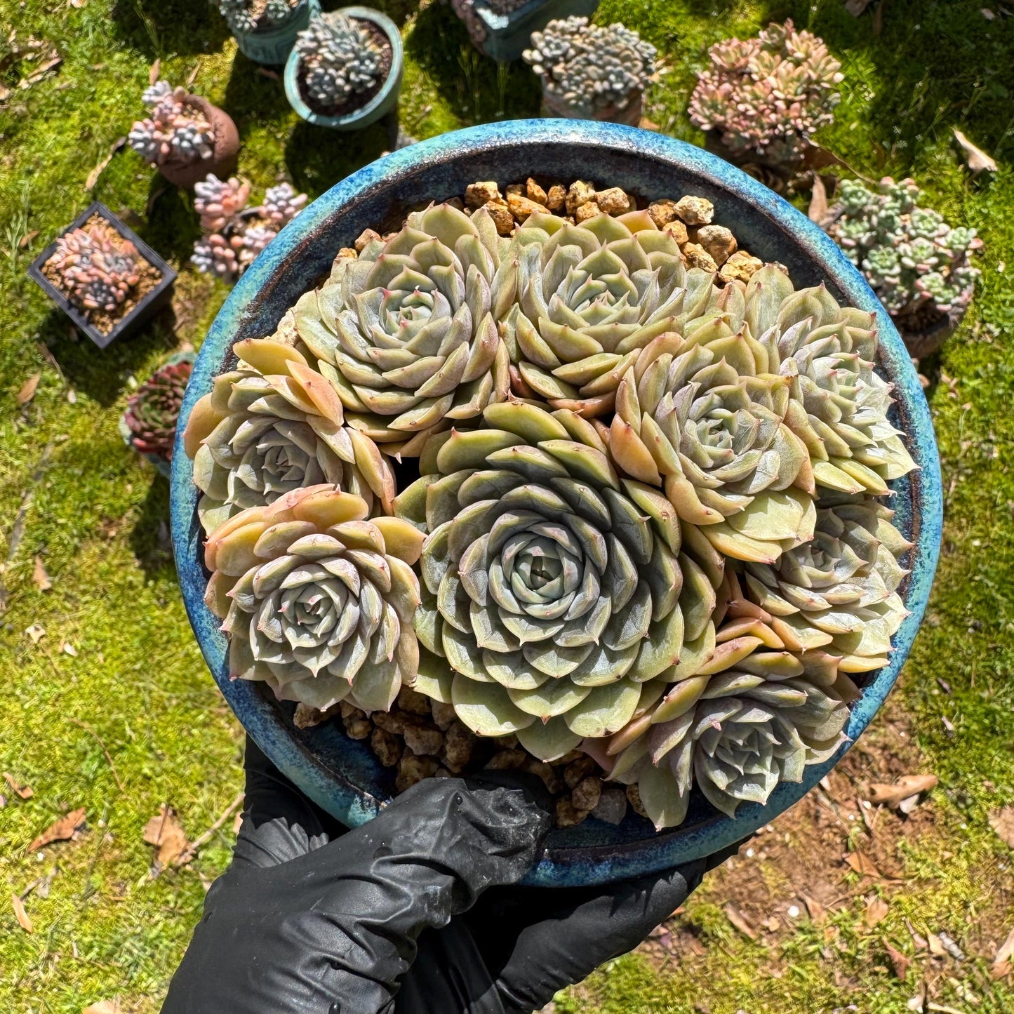 Rare succulents plants, Echeveria 'Onslow' cluster, 5inches, 9heads