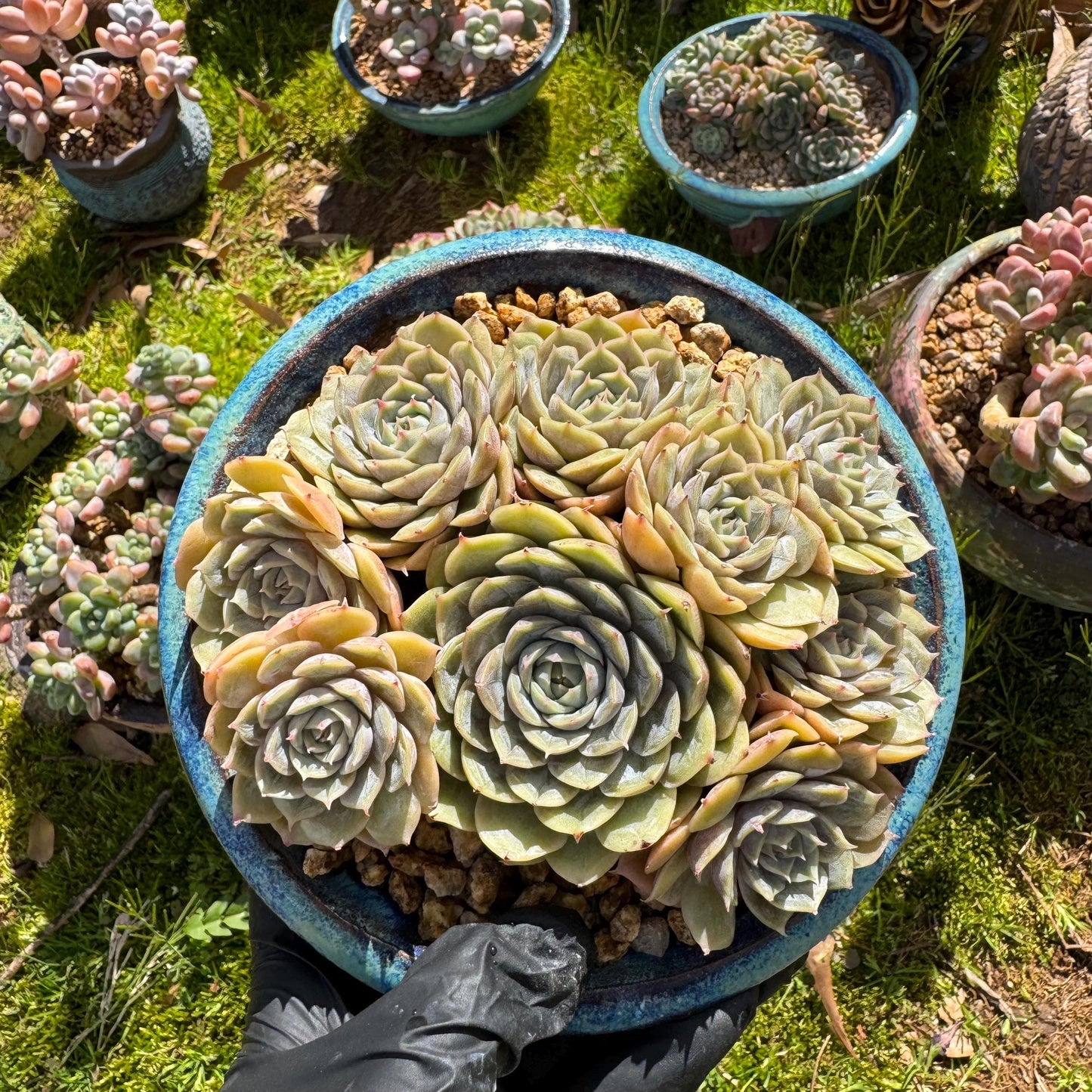 Rare succulents plants, Echeveria 'Onslow' cluster, 5inches, 9heads