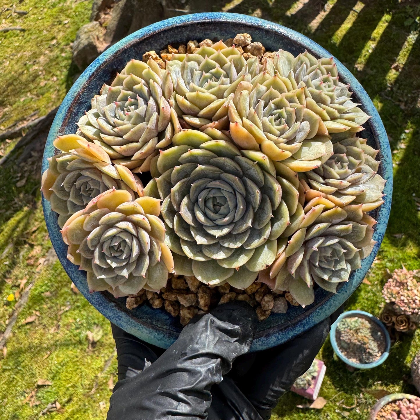 Rare succulents plants, Echeveria 'Onslow' cluster, 5inches, 9heads