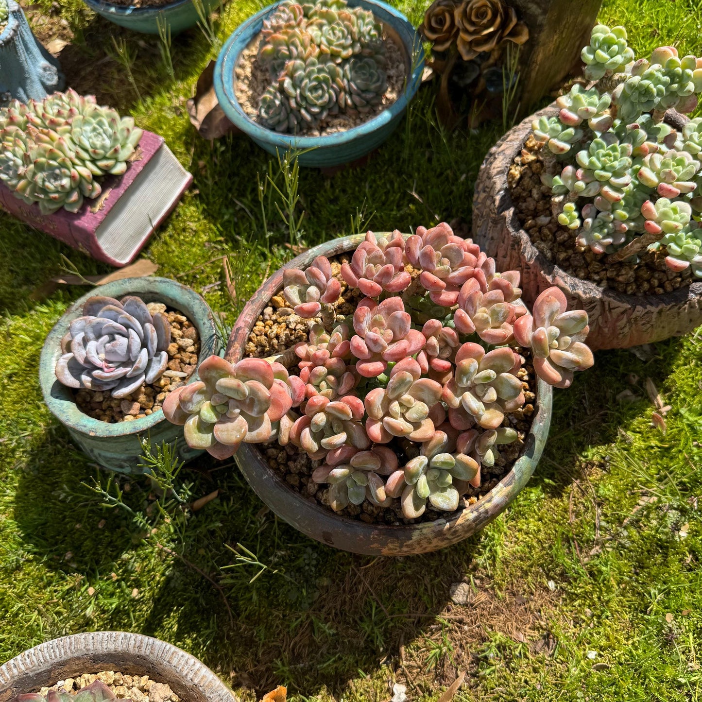 Rare succulents plants, Graptosedum 'Red miul ', big  cluster, 5.8inches
