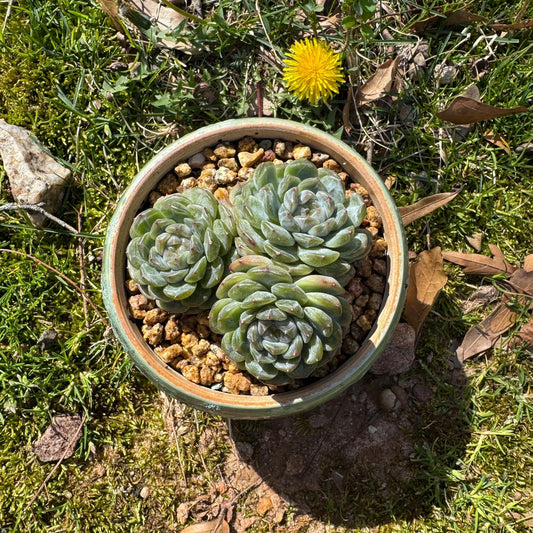 Rare succulents plants, Echeveria 'Jelly Candy',  3.3inches