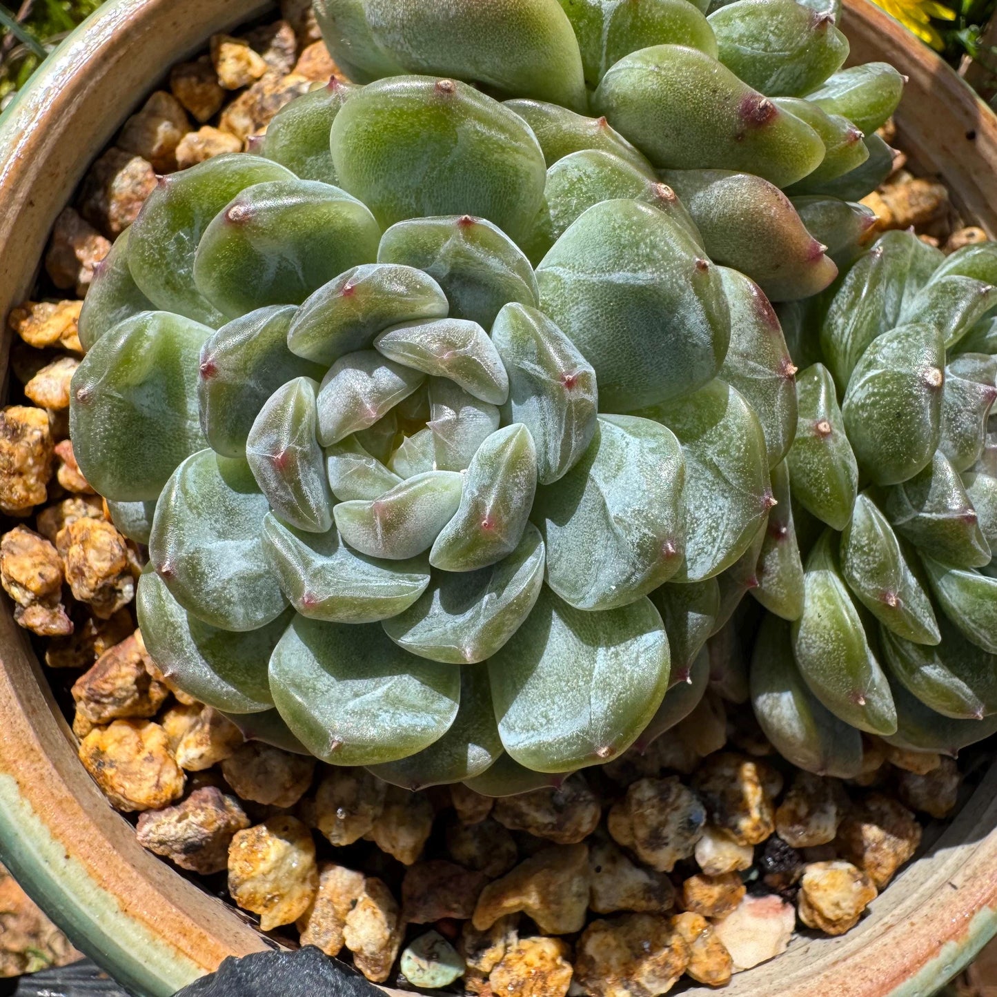 Rare succulents plants, Echeveria 'Jelly Candy',  3.3inches
