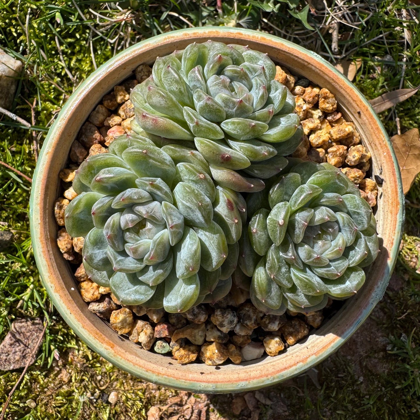 Rare succulents plants, Echeveria 'Jelly Candy',  3.3inches