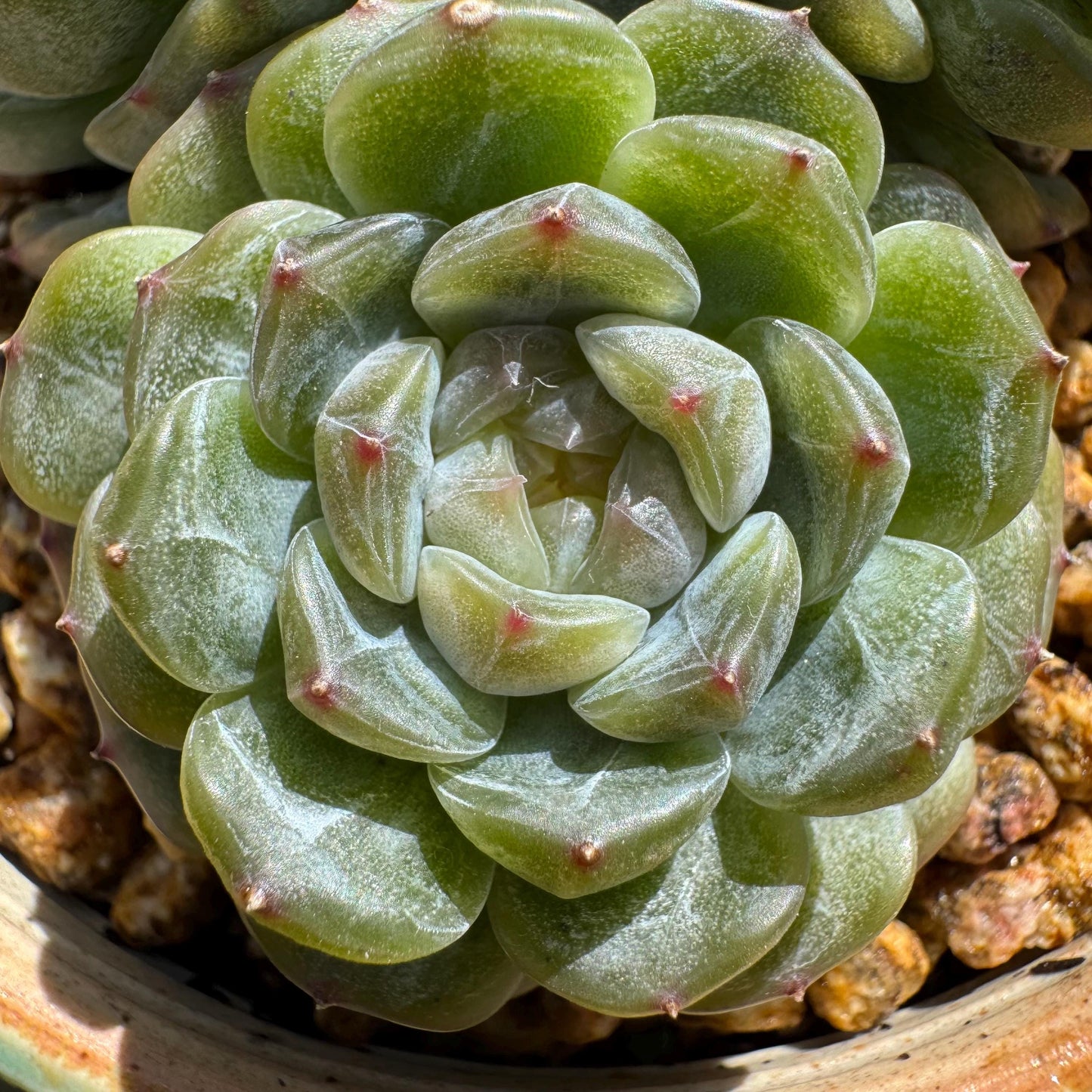 Rare succulents plants, Echeveria 'Jelly Candy',  3.3inches