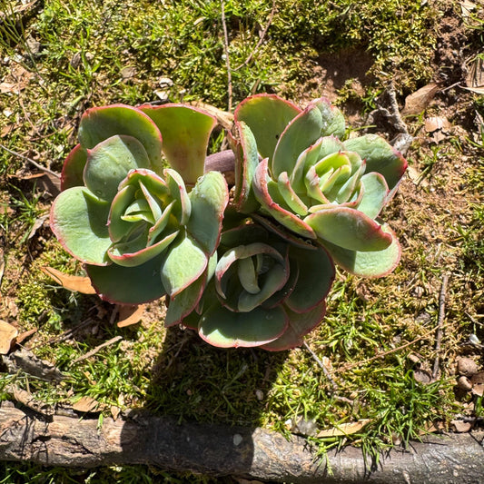 Rare succulents plants, Echeveria 'Peach Pride'  small cluster,  3.8inches