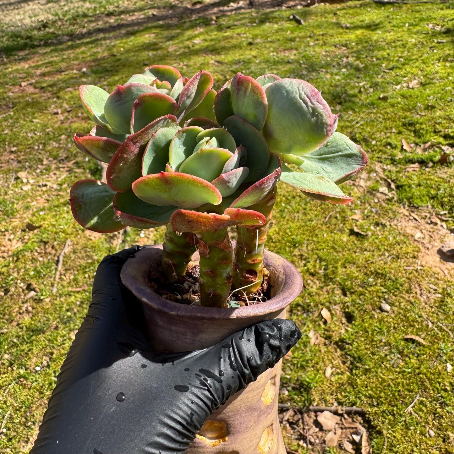 Rare succulents plants, Echeveria 'Peach Pride'  small cluster,  3.8inches