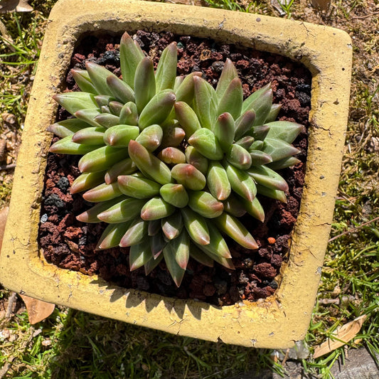Rare succulents plants,Pachyveria' Beauty hybrid sp. ' , 3 heads, 3inches