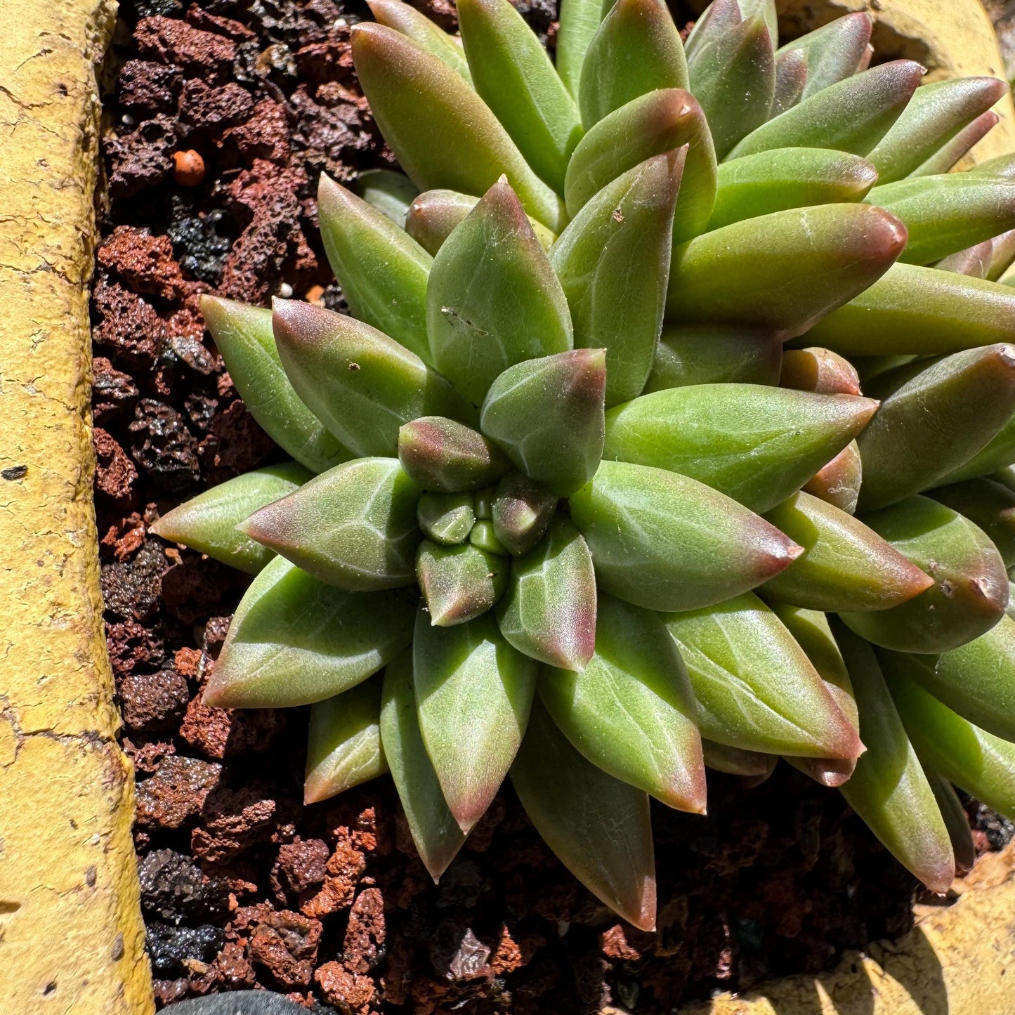 Rare succulents plants,Pachyveria' Beauty hybrid sp. ' , 3 heads, 3inches