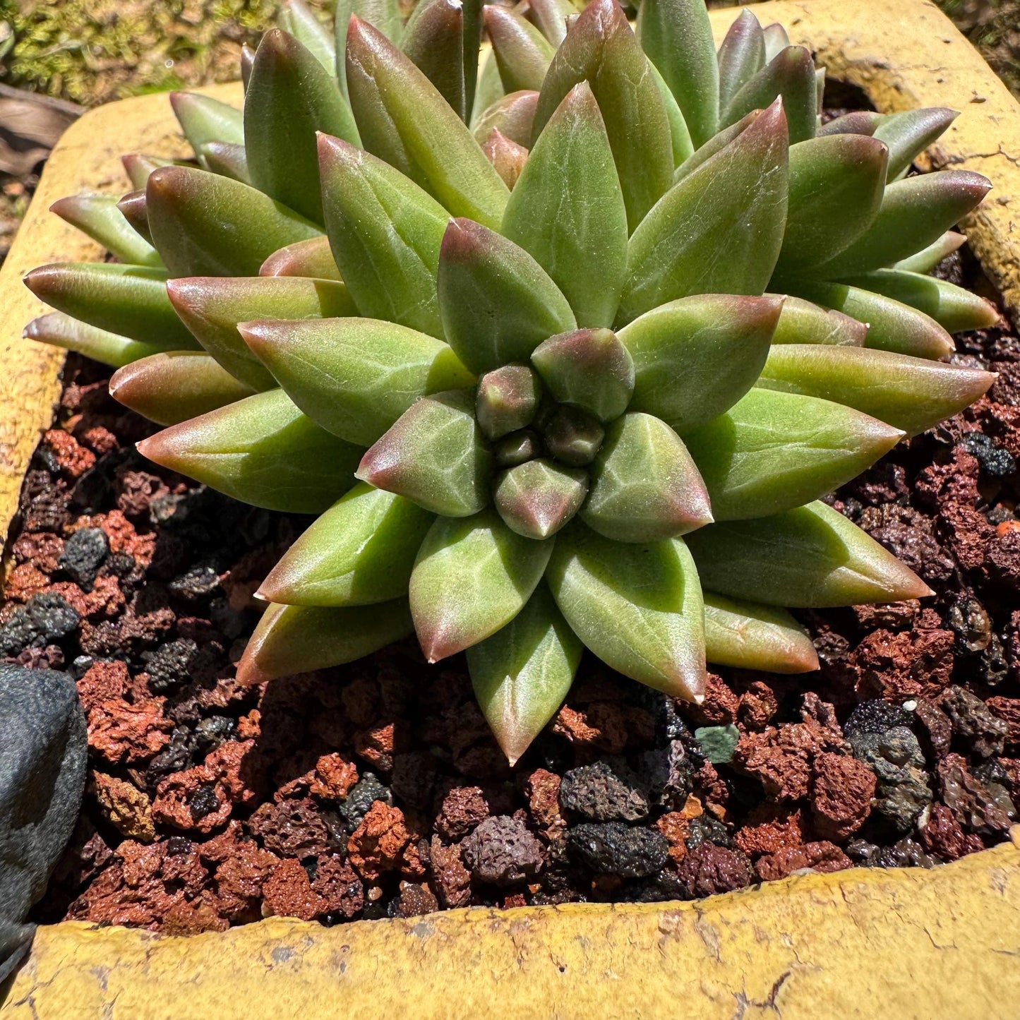 Rare succulents plants,Pachyveria' Beauty hybrid sp. ' , 3 heads, 3inches