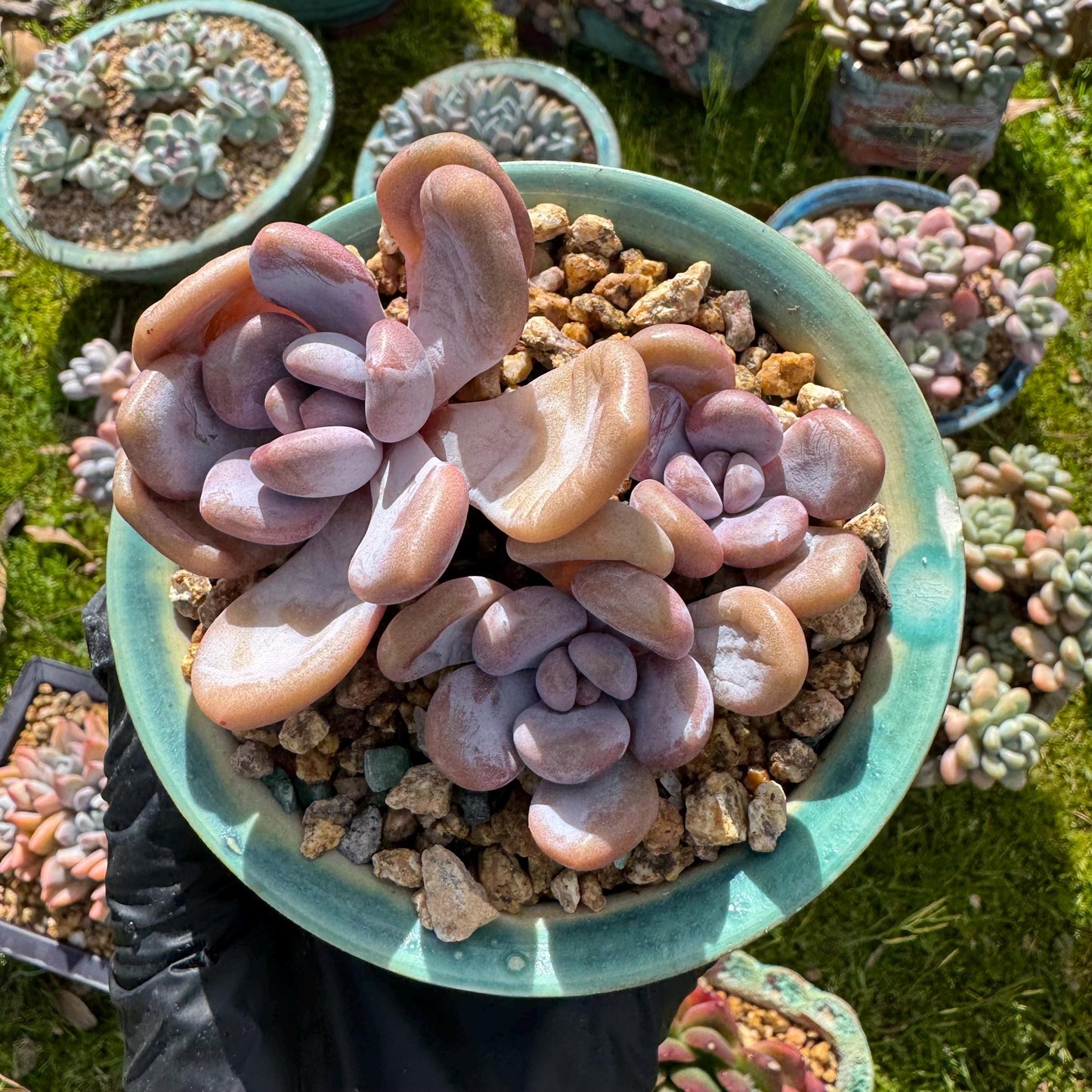 Rare succulents plants, Graptoveria 'pink bunny' ,3heads, 3.1inches