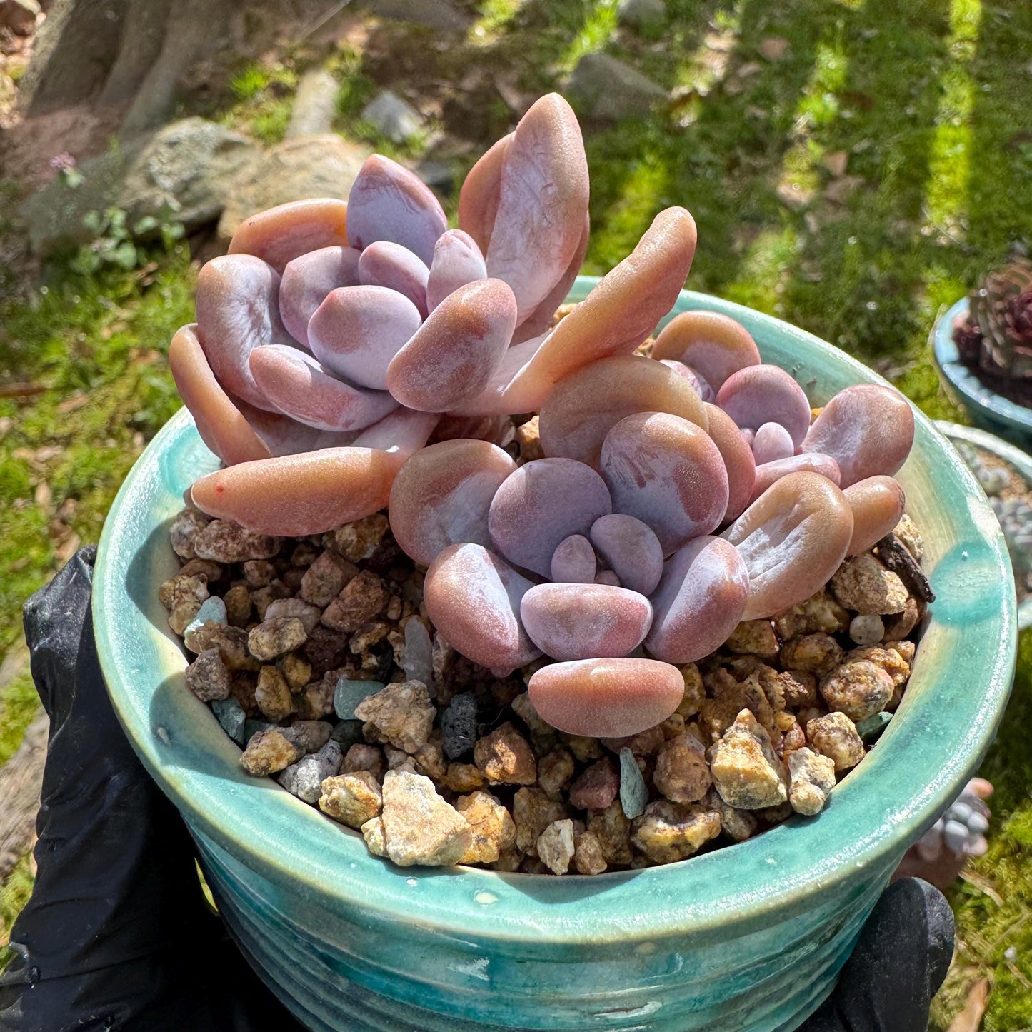 Rare succulents plants, Graptoveria 'pink bunny' ,3heads, 3.1inches