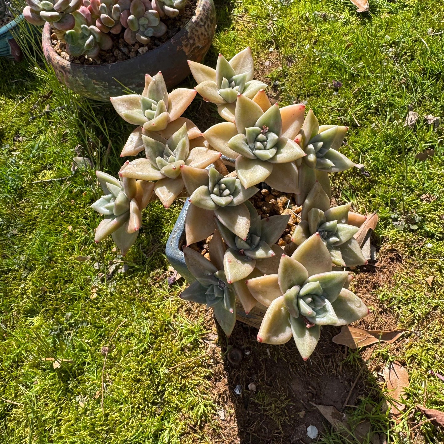 Rare succulents plants, Echeveria' Citrina'  cluster, 5.1inches