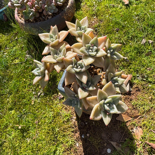 Rare succulents plants, Echeveria' Citrina'  cluster, 5.1inches