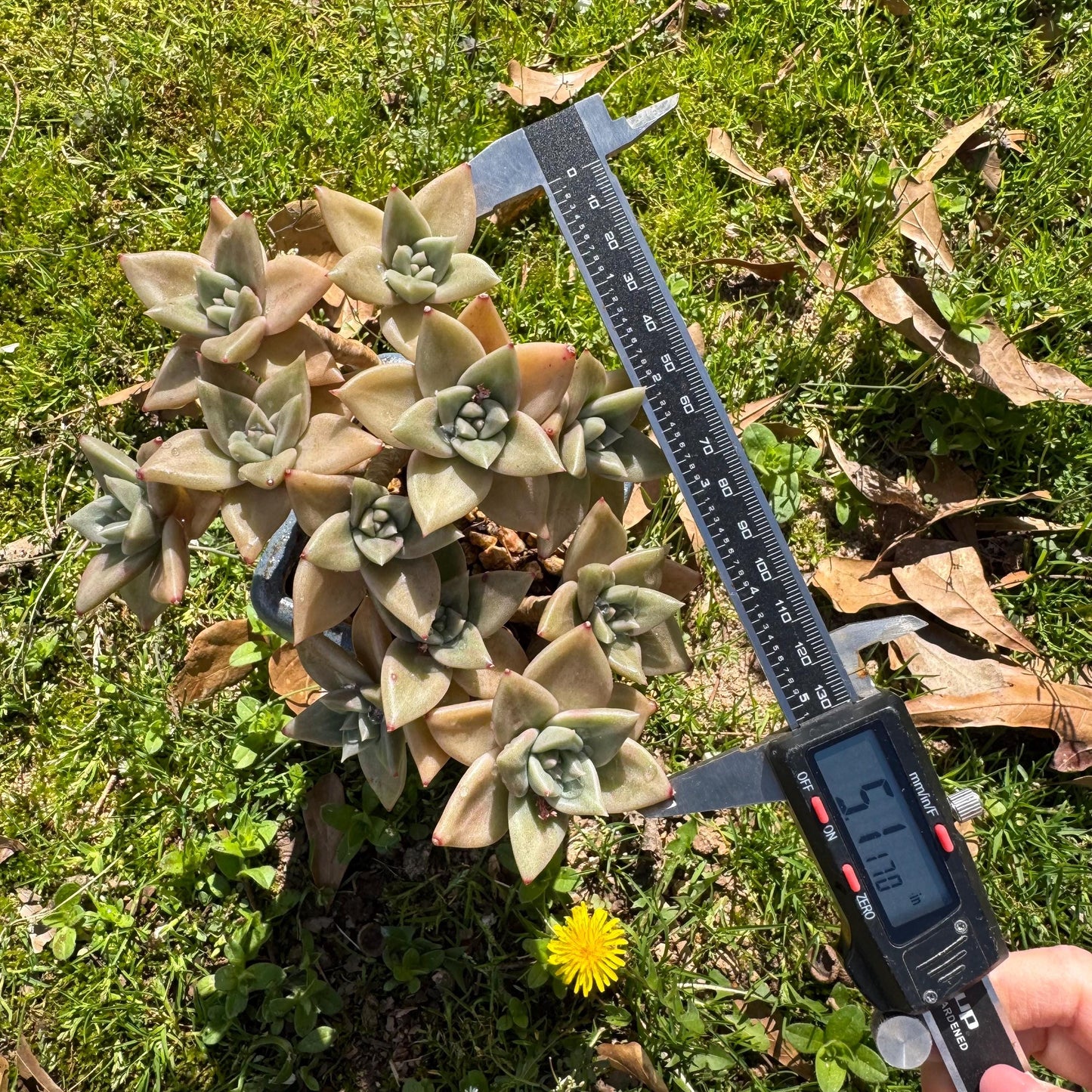 Rare succulents plants, Echeveria' Citrina'  cluster, 5.1inches