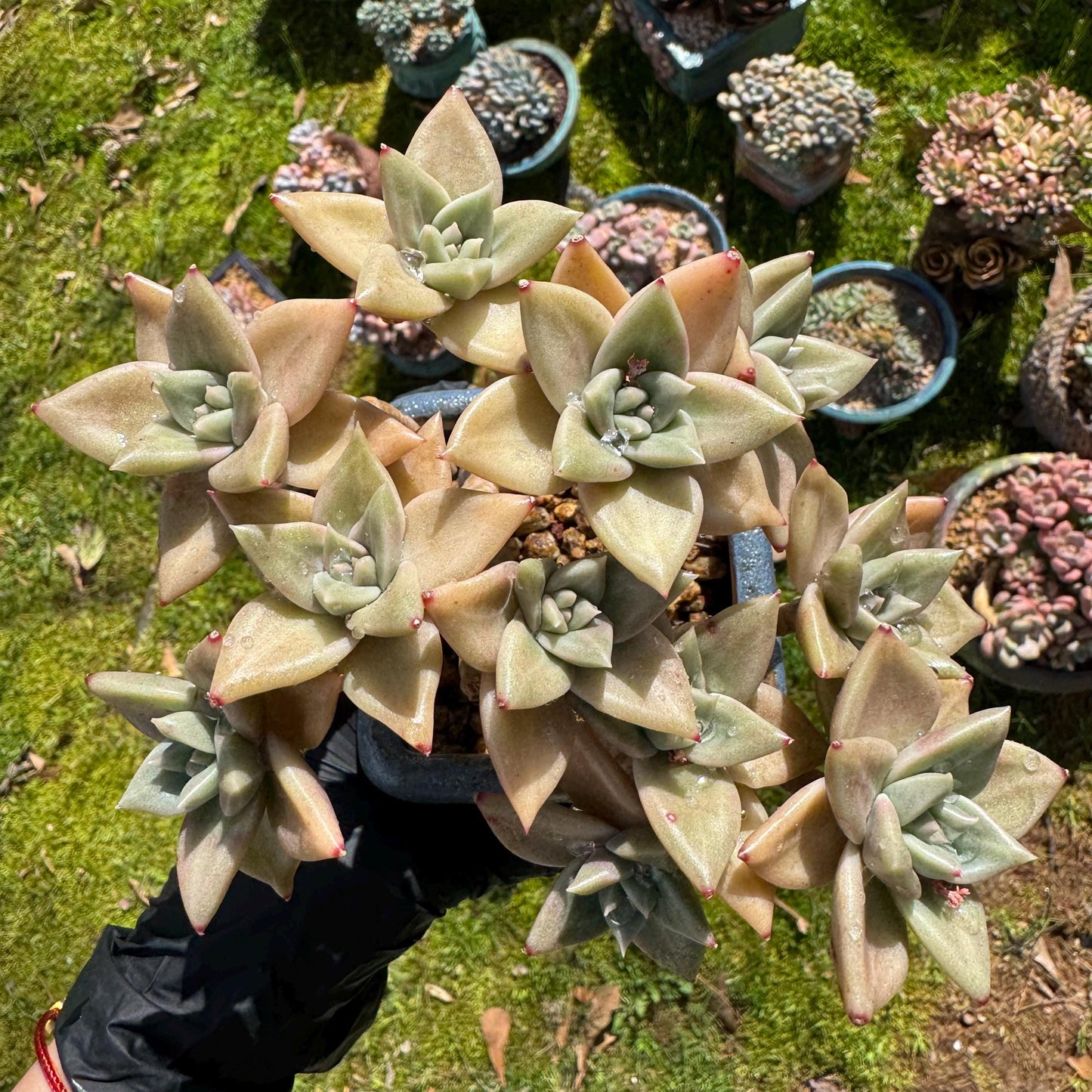 Rare succulents plants, Echeveria' Citrina'  cluster, 5.1inches