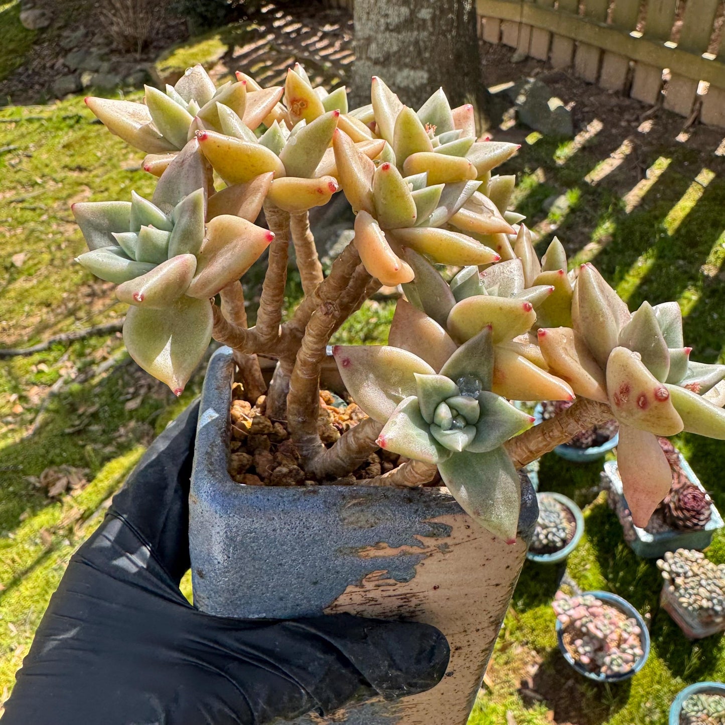 Rare succulents plants, Echeveria' Citrina'  cluster, 5.1inches