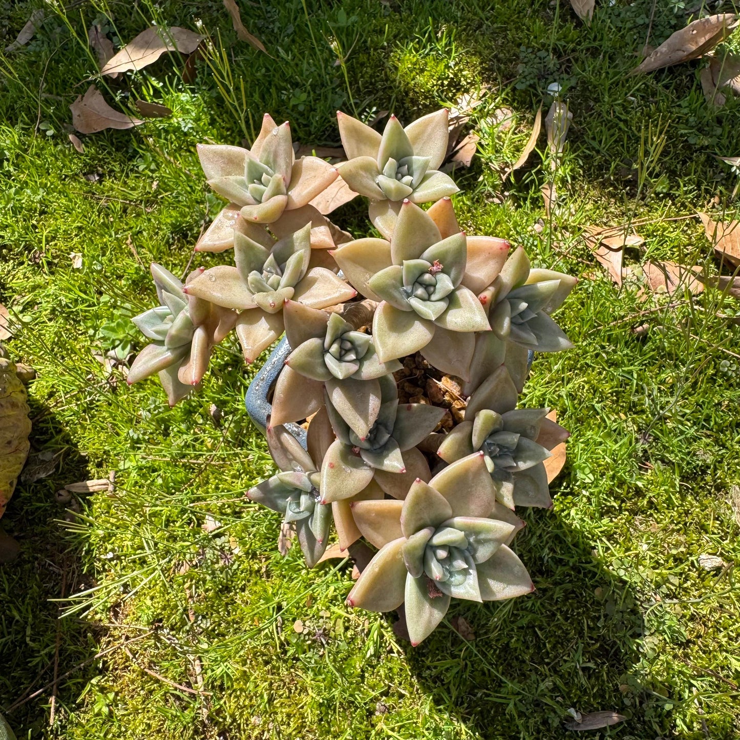 Rare succulents plants, Echeveria' Citrina'  cluster, 5.1inches