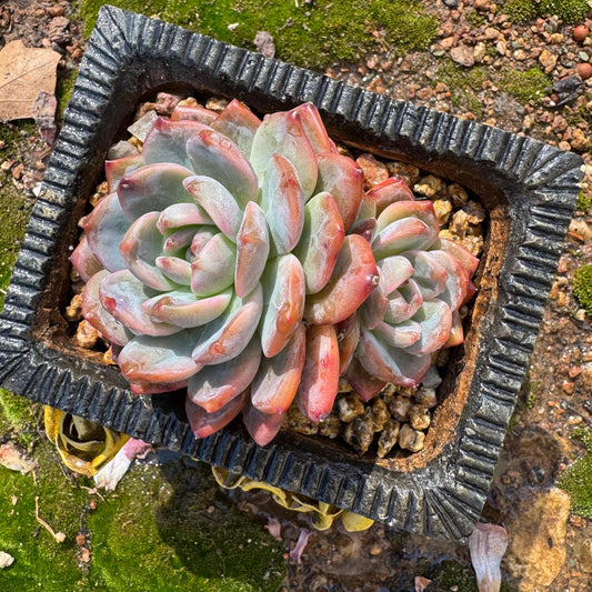 Echeveria Korean ‘Orange Monroe’, 2heads, high quality, 3.3inches, Bare Root, Imported Rare Succulent