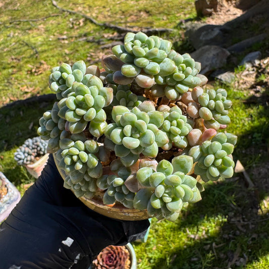 Echeveria 'Rococo' small cluster , 2.9inches, live plant ,  nice color, Imported Rare Succulent, gift