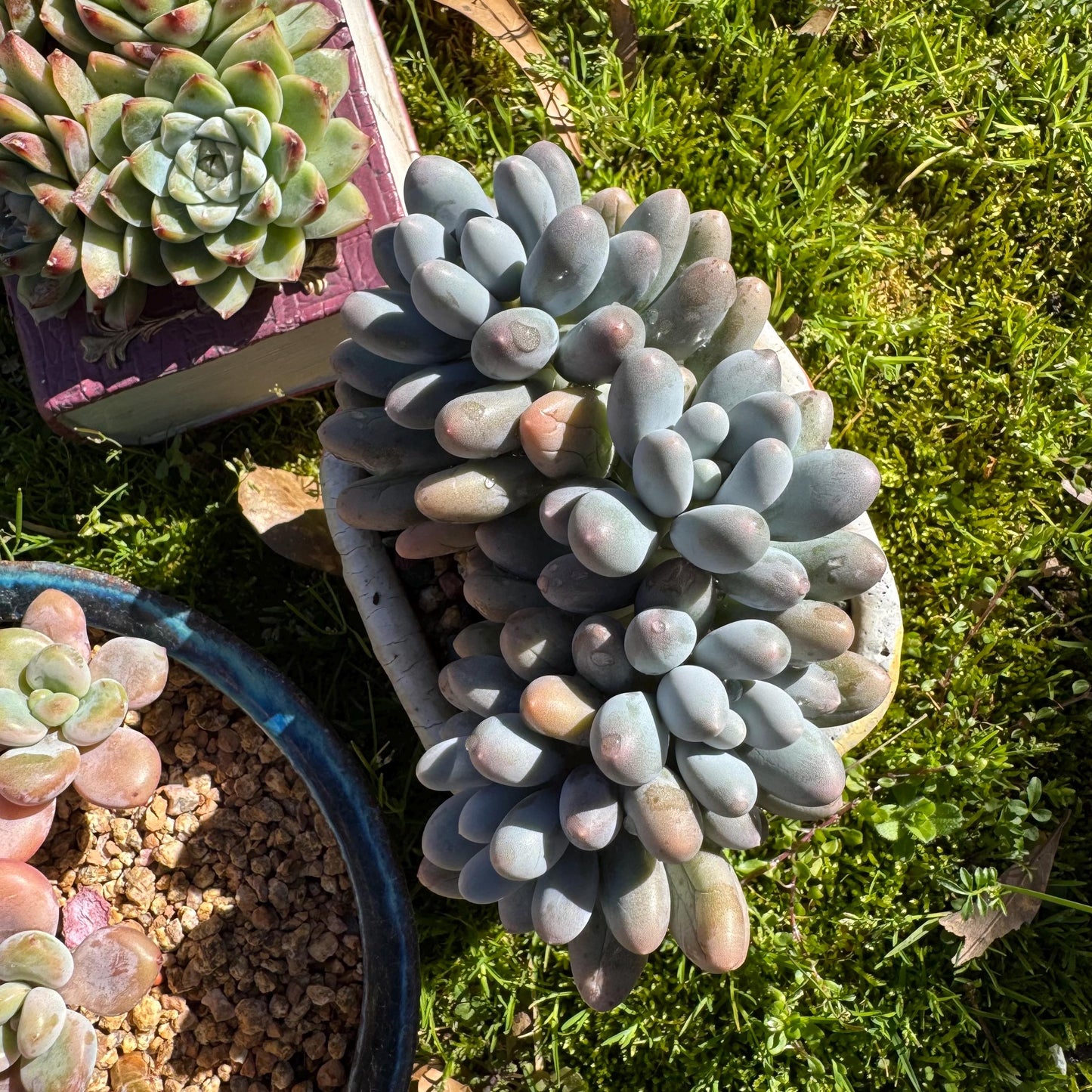 Rare live succulent, Graptopetalum Amethystinum ' cheese Sweet Ball ’ cluster, 4.5inches