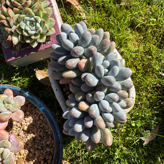 Rare live succulent, Graptopetalum Amethystinum ' cheese Sweet Ball ’ cluster, 4.5inches