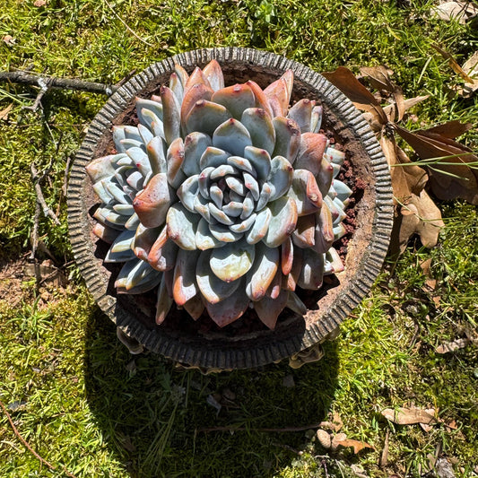 Rare live succulent, Echeveria Korean ‘ Orange Monroe' crest cluster, 3heads, 5inches