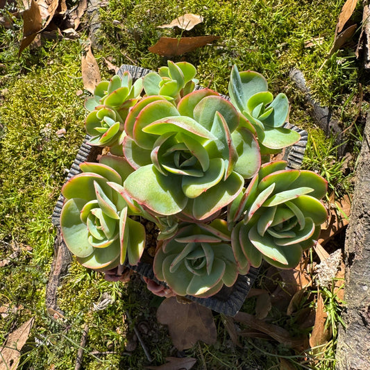 Rare live succulent, Echeveria 'Peach Pride'  cluster, 5.8inches, Bare Root
