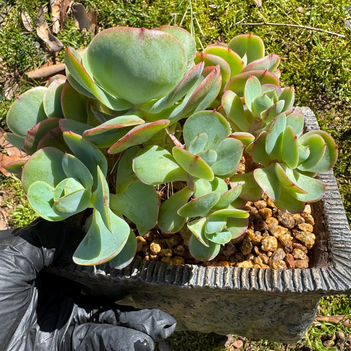 Rare live succulent, Echeveria 'Peach Pride'  cluster, 5.8inches, Bare Root