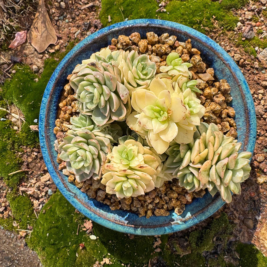 Echeveria' Rolly Variegated' cluster,  3.8inches,  great quality,  Bare Root, Imported Rare Succulent, gift
