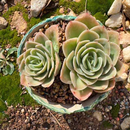 Echeveria 'Peach Pride sp. ' 2 heads, 3.6inches, Bare Root, Imported Rare Succulent, gift , live plant
