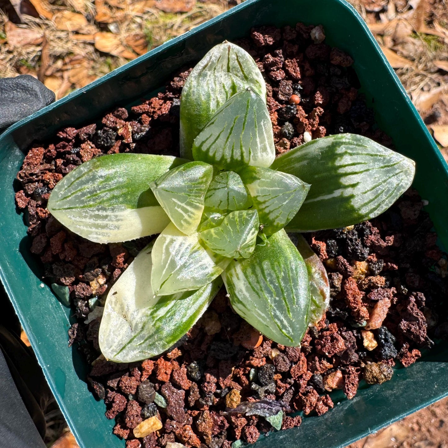 Rare succulents, Haworthia' Cooperi  Variegated', 2.2inches